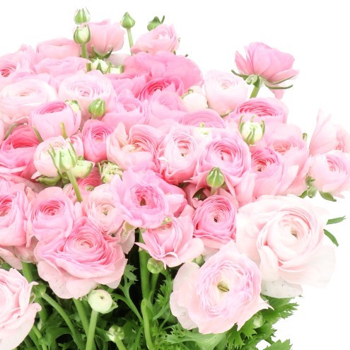 RANUNCULUS ELEGANCE LIGHT PINK