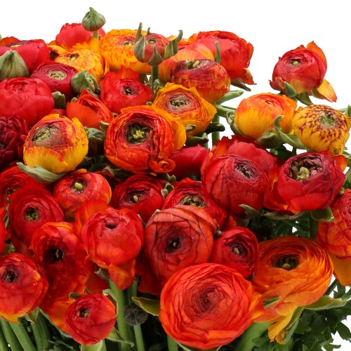 RANUNCULUS ELEGANCE ORANGE STRIPE