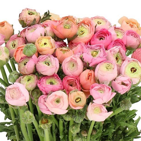 RANUNCULUS ELEGANCE PASTEL