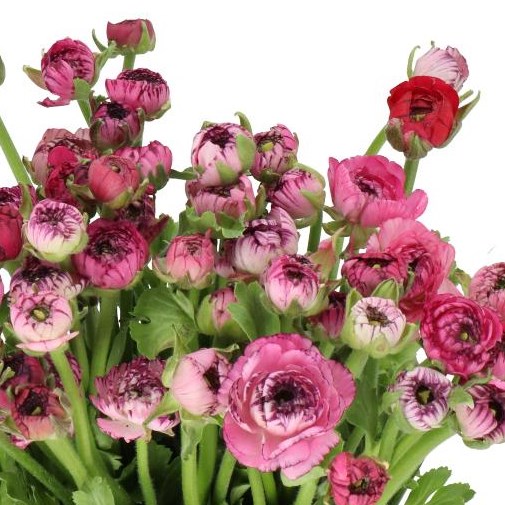 RANUNCULUS ELEGANCE PINK STRIPES