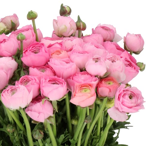 RANUNCULUS ELEGANCE PINK SUPER