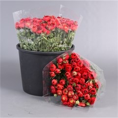RANUNCULUS ELEGANCE RED