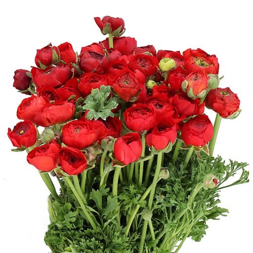 RANUNCULUS ELEGANCE RED