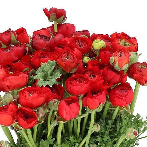RANUNCULUS ELEGANCE RED EX