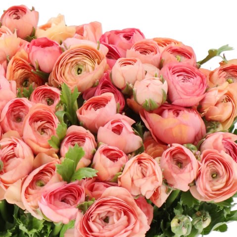 RANUNCULUS ELEGANCE SALMON
