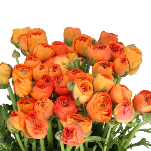 RANUNCULUS ELEGANCE SALMON EX