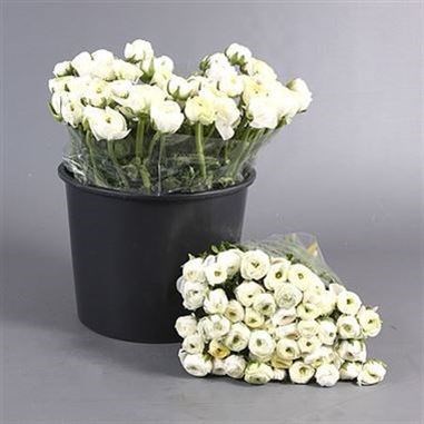 RANUNCULUS ELEGANCE WHITE EX