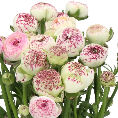 RANUNCULUS ELEGANCE WHITE STRIPES EX