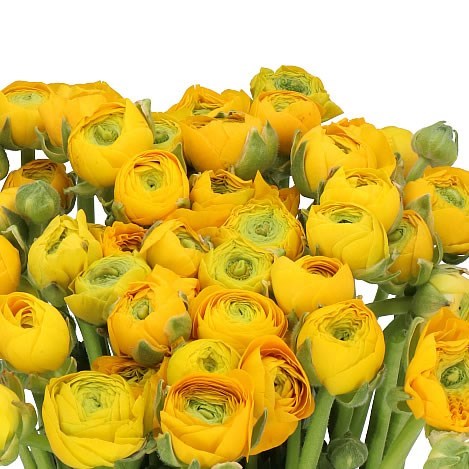 RANUNCULUS ELEGANCE YELLOW