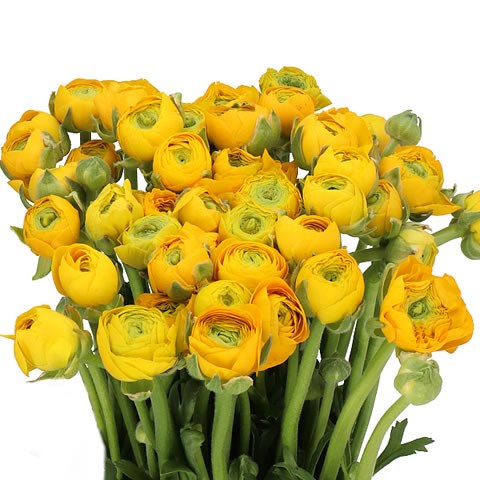RANUNCULUS ELEGANCE YELLOW