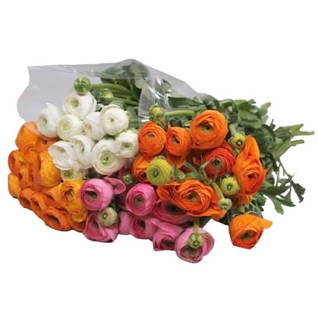 RANUNCULUS EXTRA MIX