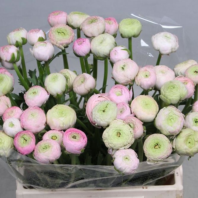 Ranunculus | Wholesale Flowers UK | Wedding Flowers | Triangle Nursery