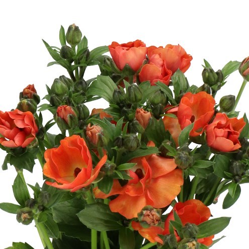RANUNCULUS MAGICAL CARAMEL