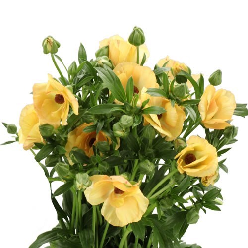 RANUNCULUS MAGICAL CARAMEL (KENYA)