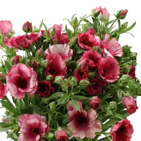RANUNCULUS MAGICAL DELIGHT
