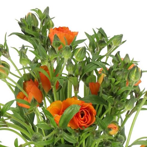 RANUNCULUS MAGICAL MARMALADE