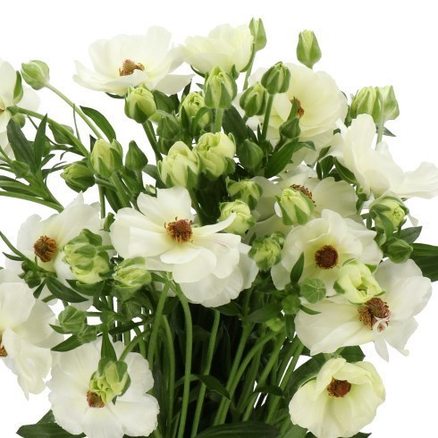 RANUNCULUS MAGICAL MASCARPONE (KENYA)