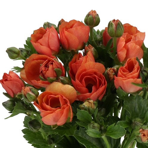 RANUNCULUS MAGICAL SALMOUSSE (KENYA)