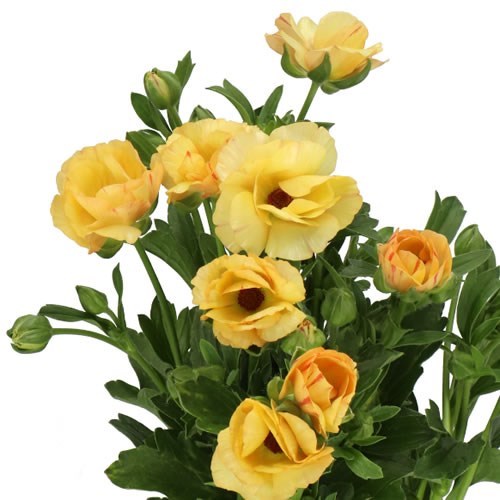 RANUNCULUS MAGICAL SALMOUSSE (KENYA)