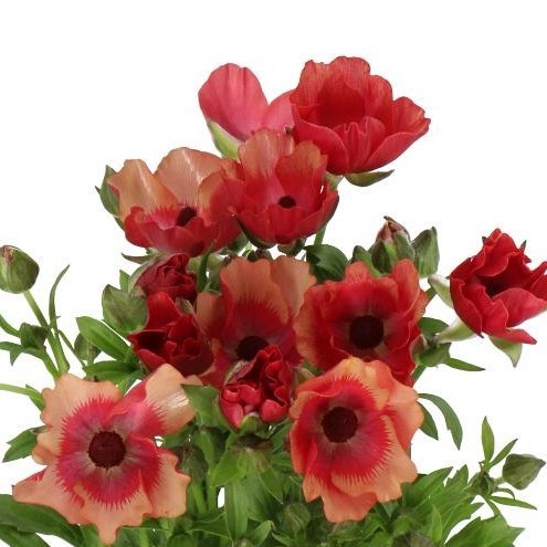 RANUNCULUS MAGICAL TANGERINE (KENYA)