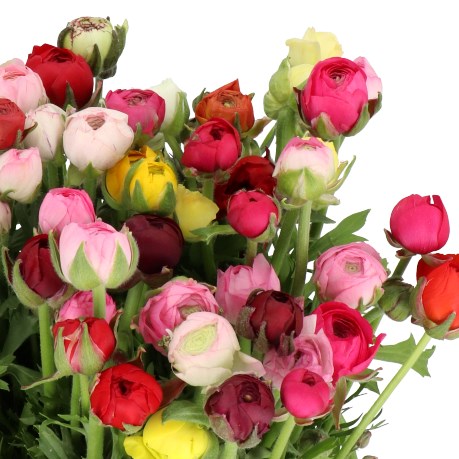 RANUNCULUS MIX