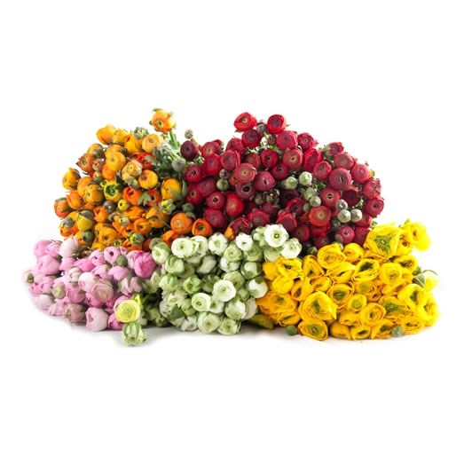 RANUNCULUS MIX (COLS MAY VARY)