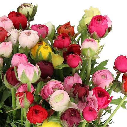 RANUNCULUS MIX (COLS MAY VARY)
