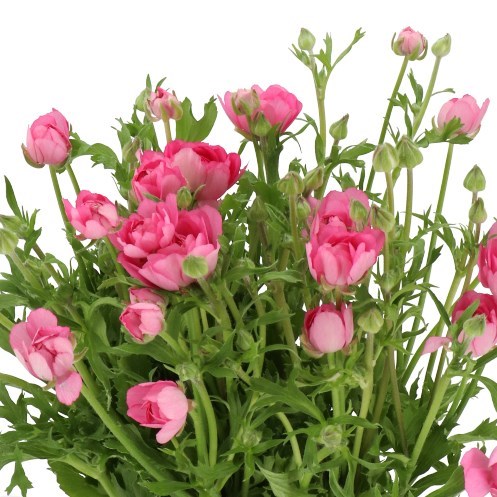 RANUNCULUS MODERNA DOLCE