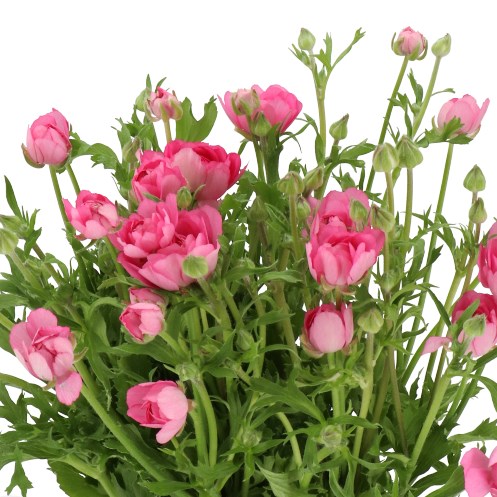 RANUNCULUS MODERNA DOLCE