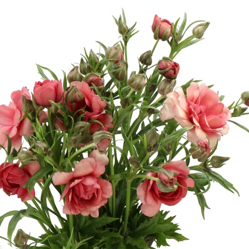 RANUNCULUS MODERNA ENERGIA
