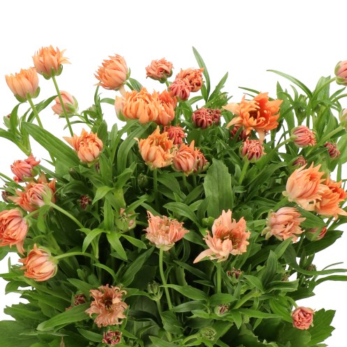 RANUNCULUS MODERNA SALMON