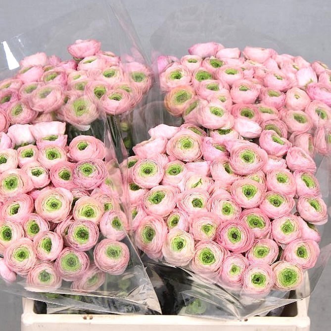 RANUNCULUS PINK PERFECTION