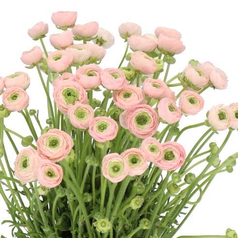 RANUNCULUS PINK PERFECTION (MINI)