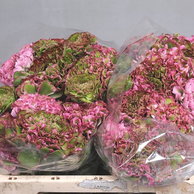 RANUNCULUS PON PON AURORA EX