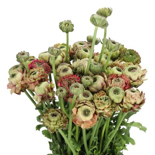 RANUNCULUS PON PON FANNY