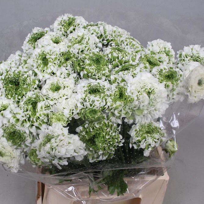 RANUNCULUS PON PON IGLO