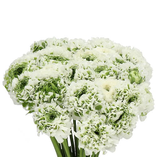 RANUNCULUS PON PON IGLO
