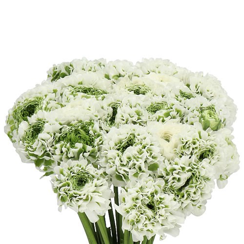 RANUNCULUS PON PON IGLO