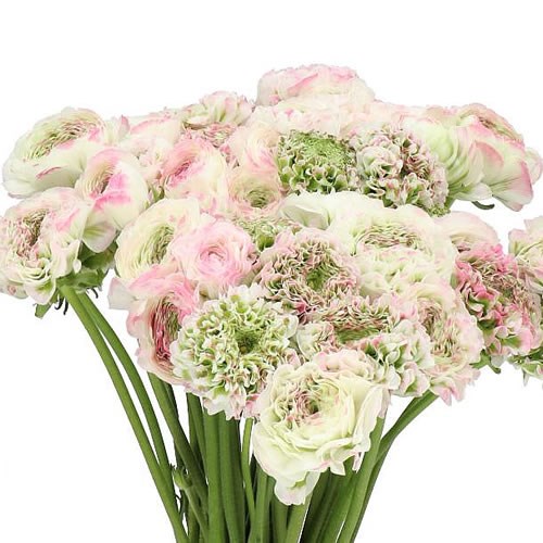 RANUNCULUS PON PON IGLO PINK 965