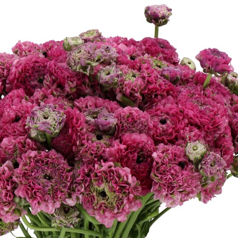 RANUNCULUS PON PON LILLY