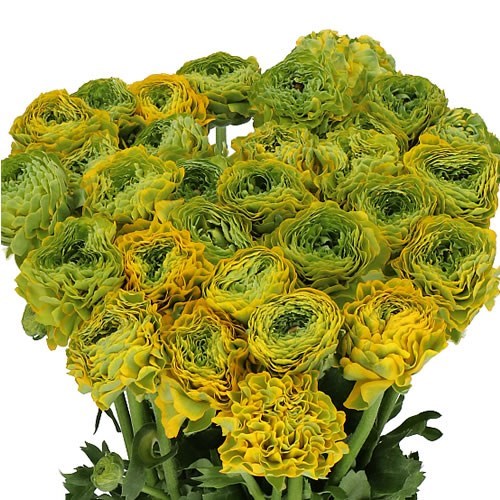 RANUNCULUS PON PON LUNA