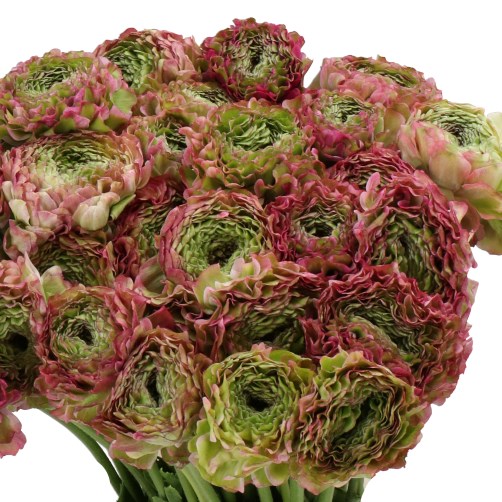 RANUNCULUS PON PON MALVA RUSTIC