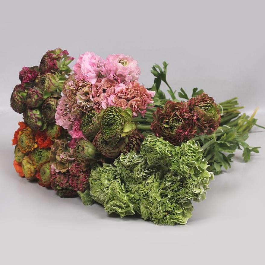 RANUNCULUS PON PON MIX (COLS MAY VARY)