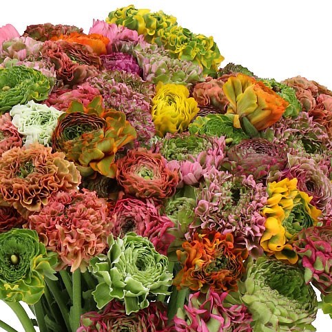 RANUNCULUS PON PON MIX (COLS MAY VARY)