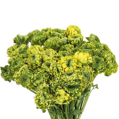 RANUNCULUS PON PON STELLA