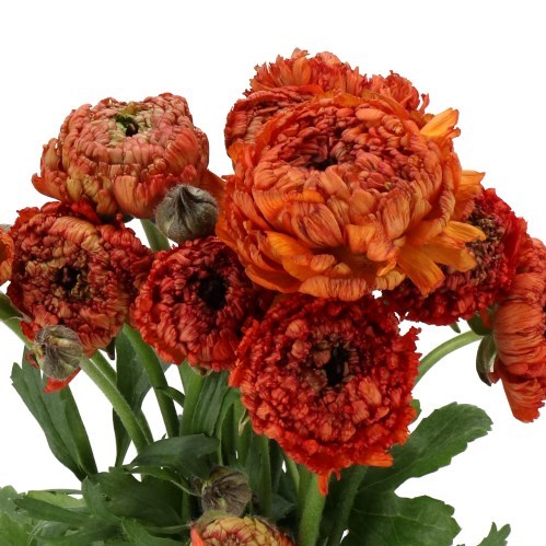 RANUNCULUS POODLE MUDASSAR
