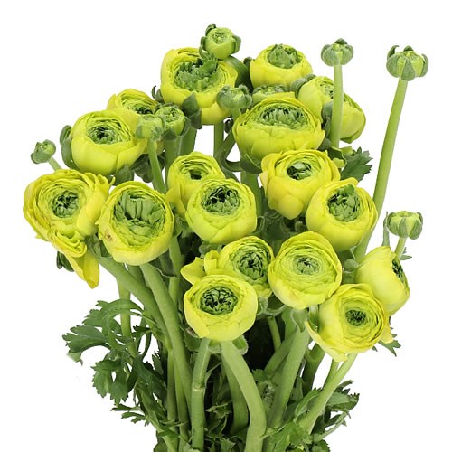 RANUNCULUS REAL JEAN