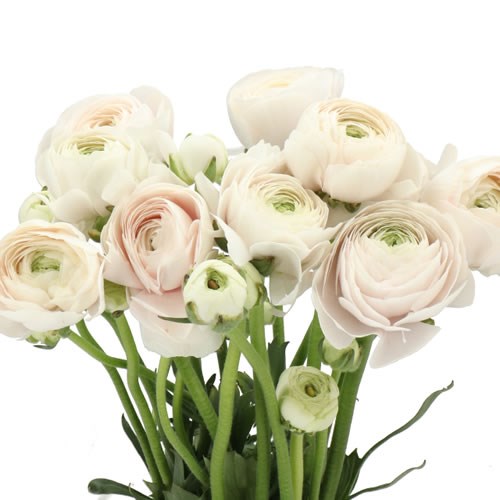RANUNCULUS REAL PARIS