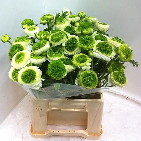RANUNCULUS REINETTE GREEN