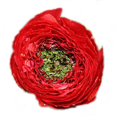 RANUNCULUS REINETTE RED